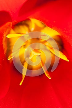 Close up of the inside of a red tulip flower