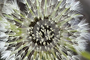 Close up Intact Dandelion Seed Head. blowball, cankerwort, doon-head-clock, Macro. Soft focus