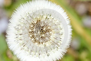 Close up Intact Dandelion Seed Head. blowball, cankerwort, doon-head-clock, Macro. Soft focus