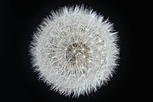 Close up Intact Dandelion (taraxacum officinale) white seed head in front of black background isolated photo.