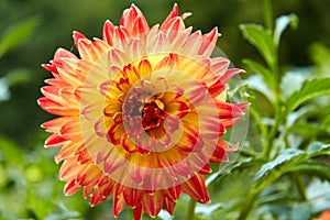 Close-up of intense orange and yellow bicolor dahlia. Selective focus.