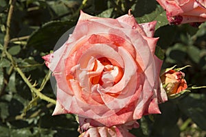 close-up: intense pink giant starshaped rose photo