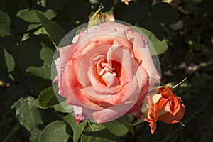 close-up: intense pink giant starshaped rose photo