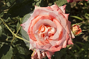 close-up: intense pink giant starshaped rose photo