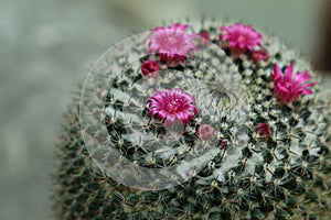 Intensive purple flowers of the mamillaria cactus photo