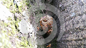 Close up of interesting eusocial community winged insects bees