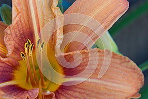 Close up of interior of Daylily flower