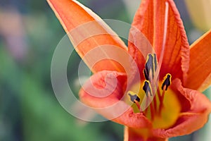 Close up of interior of Daylily flower opening up with stamens a