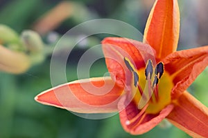 Close up of interior of Daylily flower opening up with stamens,