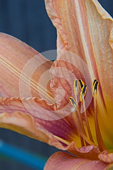 Close up of interior of Daylily flower stamens and pollen.