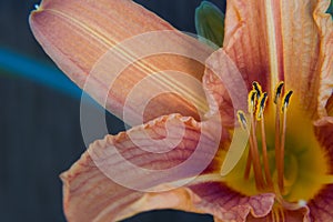 Close up of interior of Daylily flower throat.