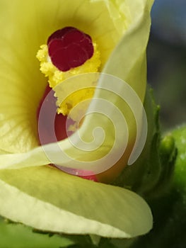 A close up of the interior of a Okra flower. Detalle del interior de una flor de molondrÃÂ³n photo