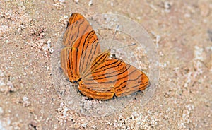 Close up of Intermediate Maplet (Chersonesia intermedia).
