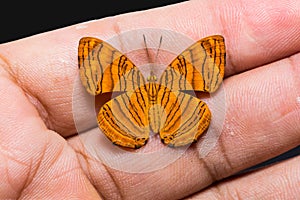 Intermediate Maplet Chersonesia intermedia butterfly photo