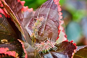 Close up of internal spiky stamen portion of colorful and exotic Acalypha Copper Plant