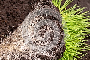 Close-up of intertwined rhizome in a ground of green grass vitgrass. Concept of fertilizer and healthy food supplements