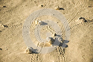 Close up of intertwined small crab footpaths lines