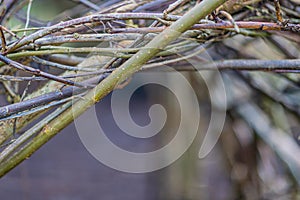 Close-up of the intertwining of thin brown and green tree branches