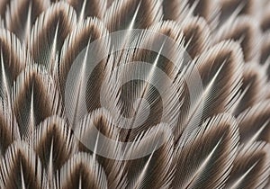 Close-up of intricate bird feathers displaying a pattern of