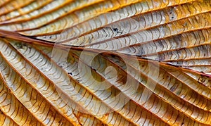 Close-up of intricate leaf pattern photo