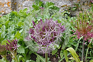 Close up of intricate purple allium flower