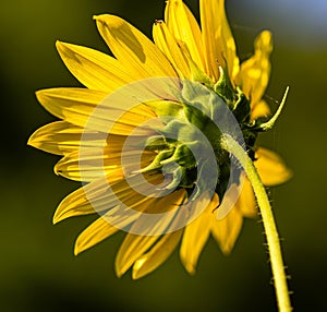 Close up involucral bract of Sunflowers Helianthus annuus on a stem with