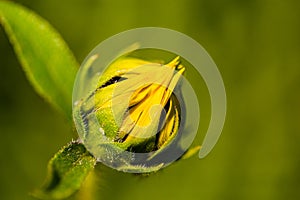 Close up involucral bract of unopened bud Sunflowers Helianthus annuus on a stem