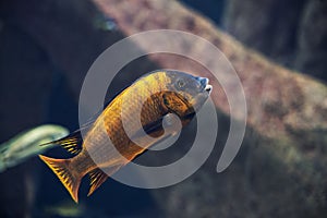 Close up on Iodotropheus sprengerae fish