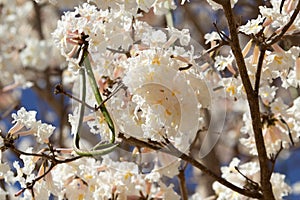 Close up of ipe flower clusters.