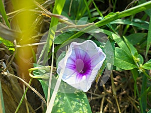 a close up of ipomoea aquatica flower