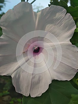 Close up ipomoea carnea or white morning glory flower blooming