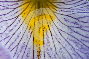 Close Up of Iris Petal Texture