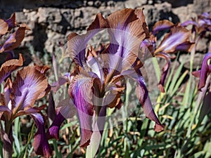 Iris stolonifera blooming with purple flowers - lilac centre with a brown margin photo