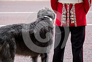 Close up of Irish Guard soldier with Irish Wolfhound dog standing to attention, London UK photo