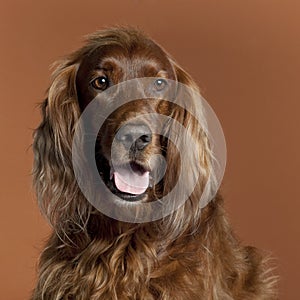 Close-up of Irish Setter, 5 years old