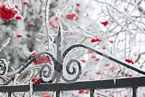 Close-up of iron bar fence of black color with twigs full of rowan berries covered with snow with tree branches in