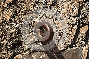Close-up of iron ring stuck with cement in an old stone wall Caceres