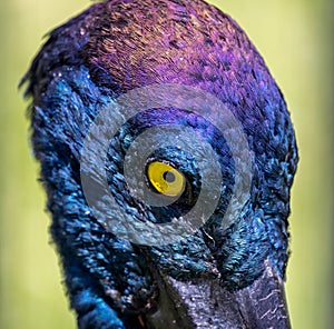 Close up of irridescent head and yellow eye of Australian Jabiru bird photo