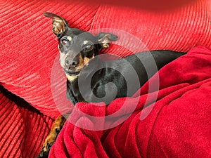 Close up of isolated adorable miniature pinscher Canis lupus familiaris, mini doberman on sofa comfortable between blanket and