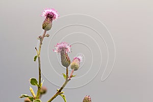 Close-up isolated beautiful pink purple spear thistle plant lit