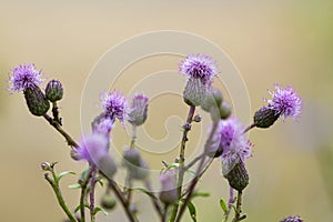 Close-up isolated beautiful pink purple spear thistle plant lit