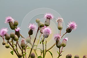 Close-up isolated beautiful pink purple spear thistle plant lit by morning sun blooming on high stems on blurred foggy soft colorf