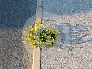 CLOSE UP: Isolated birdsfoot trefoil flower grows out of a cracked pavement.