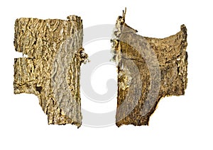 Close-up of isolated broken stub log bark