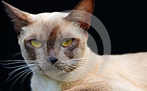 Close up isolated Burmese cat gold eyes face & head