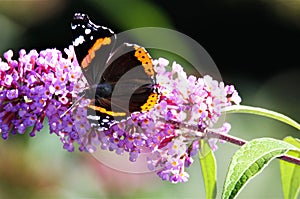 Nahaufnahme von schmetterling auf der rosa lila blume Grün verschwommen 