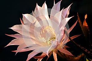 Close up of an isolated cactus pimk flower