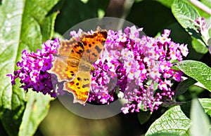 Close up of isolated comma butterfly Polygonia calbum on a lilac flower Syringa vulgaris