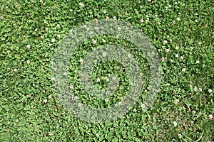 Close Up Isolated Green Grass with White Florals