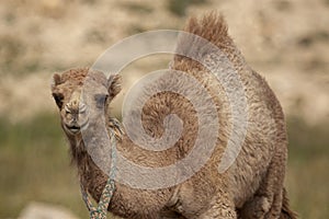 A close up isolated image of  a cute dromedary camel fawn Camelus dromedarius